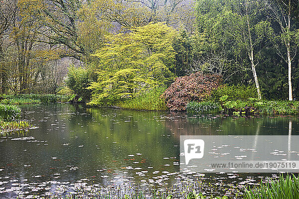 A springtime view of the lake at RHS Rosemoor Garden,  near Great Torrington,  Devon,  England,  United Kingdom,  Europe
