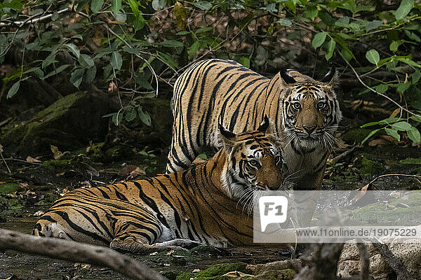 Bengal tiger (Panthera Tigris)  Bandhavgarh National Park  Madhya Pradesh  India  Asia