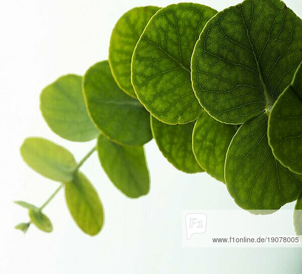 Close up runde grüne Blätter