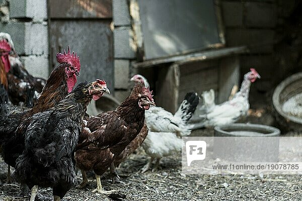 Hühner suchen aggressiv etwas Bauernhof