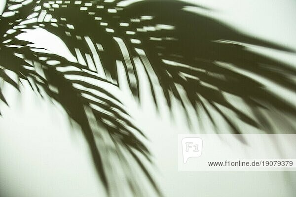 Dunkler Schatten Palmenblätter Hintergrund