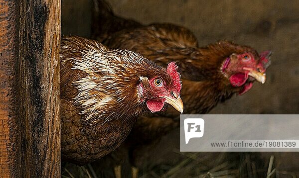 Landleben Konzept Hühnernest