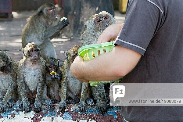 Eine Gruppe hungriger Makakenaffen streift durch die Straßen der Stadt Huan Hin in Thailand und wartet in einer Reihe auf ihr Futter von einem Touristen