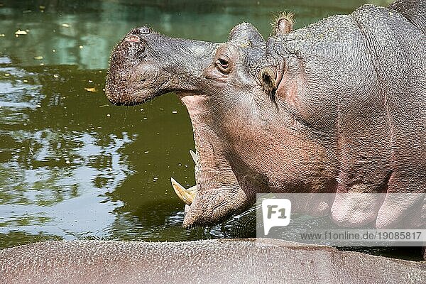 Nilpferd (Hippopotamus amphibius) im Wasser mit offenem Maul  Seitenansicht