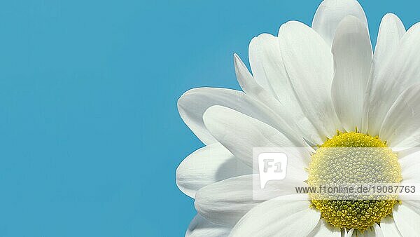 Draufsicht Frühlingsblume mit  Foto mit hoher Auflösung