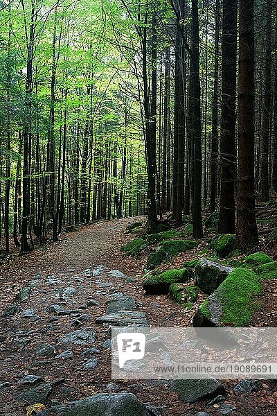 Schlanke Bäume entlang des Wanderwegs im ruhigen Bergwald