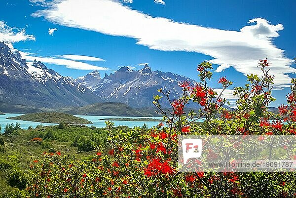 Blühende Natur und verschneite Berge in der Ferne im Parque Nacional Torres del Paine in Chile