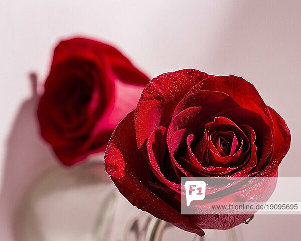 Valentinstagkonzept mit Rosen ansehen