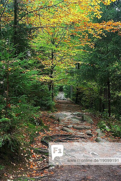 Wanderweg im Wald  ruhige Herbstlandschaft