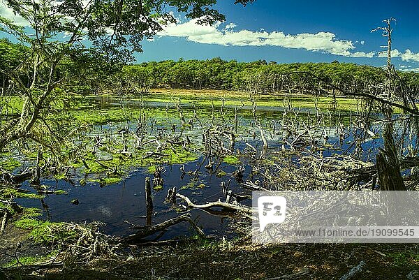 Sumpfgebiet auf der Insel Navarino im Süden Chiles