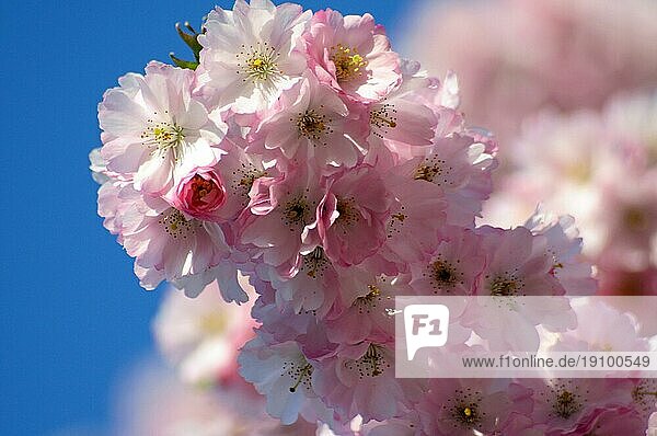 Kirschblüten im April