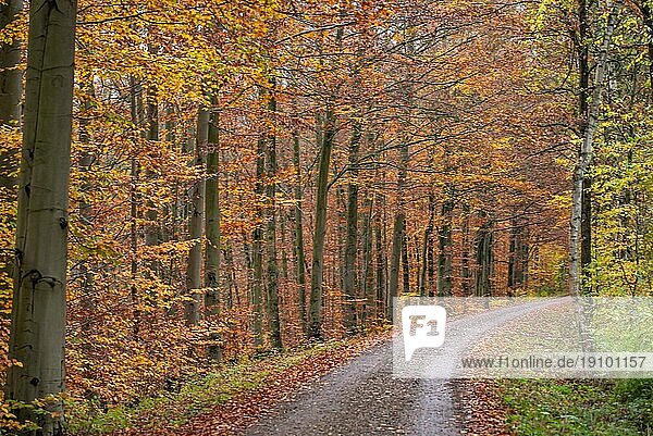 Herbstlicher Waldweg im Kottenforst