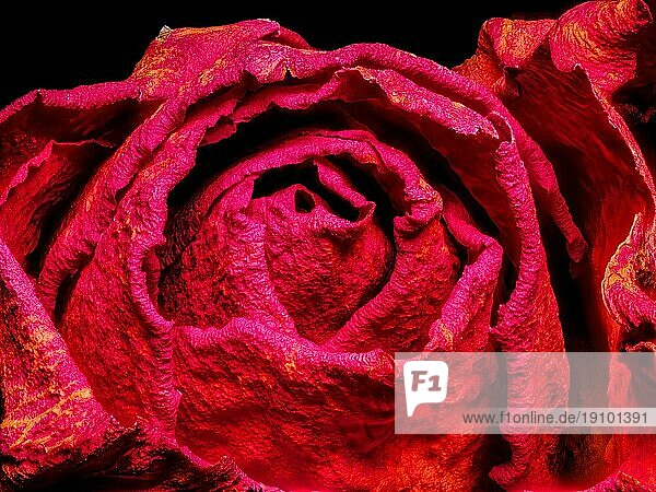 Rote Rose (Rosa)  Studioaufnahme  Deutschland  Europa