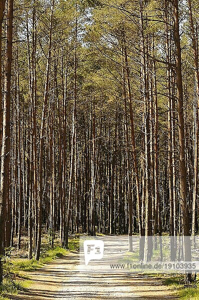 Waldweg im Kiefernwald