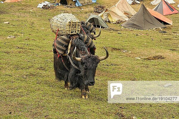 Yak beim Transport von Waren im Himalayagebirge in Nepal