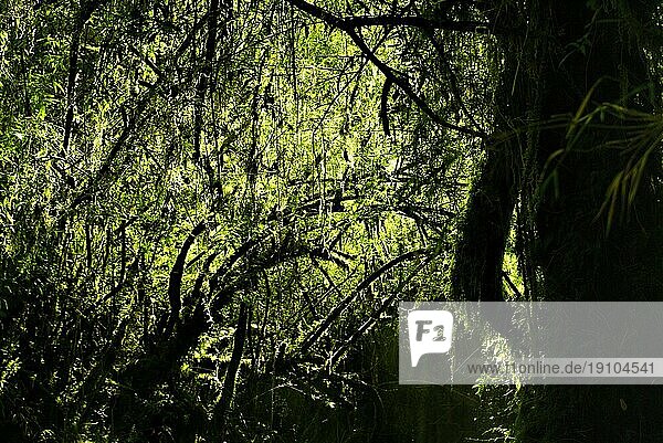 Malerischer Blick auf einen von dichten Ästen in die Dunkelheit getauchten Wald im Nationalpark Alerce Andino
