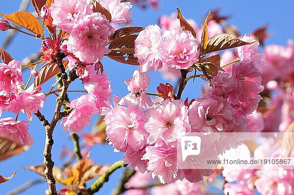 Japanische Kirschblüte vor blauem Himmel