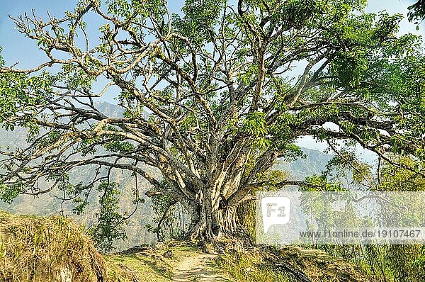 Erstaunlicher Blick auf einen alten Baum  der allein auf der Spitze eines Hügels steht