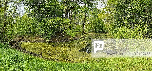 Grüner Teich an einem sonnigen Tag  umgeben von grüner Vegetation