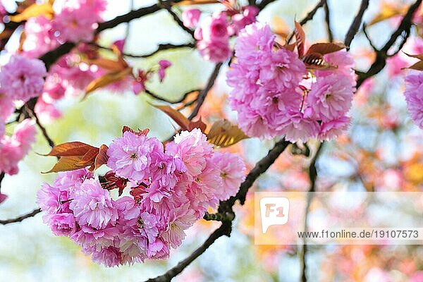 Japanische Kirschblüte im Mai