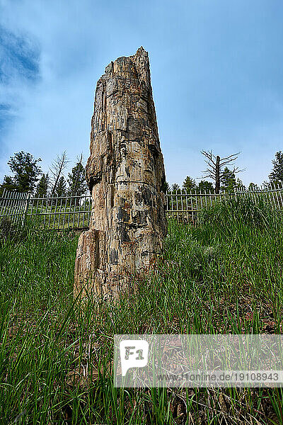 versteinerter Baum bzw Petrified Tree  Yellowstone-Nationalpark  Wyoming  Vereinigte Staaten von Amerika |Petrified Tree  Yellowstone National Park  Wyoming  United States of America|