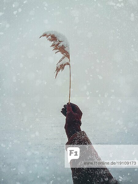 Kalter Wintertag und Mann Hand Nahaufnahme  mit Handschuhen  hält eine trockene Schilf Blume Samen gegen verschneiten weißen Hintergrund. Idyllische und ruhige natürliche Szene. Frische saisonale Umgebung