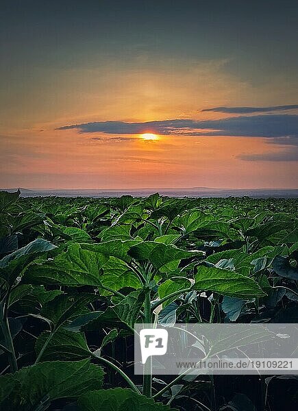 Wachsende Sonnenblumenpflanzen im Feld über Sonnenuntergang Himmel Hintergrund  vertikale Szene