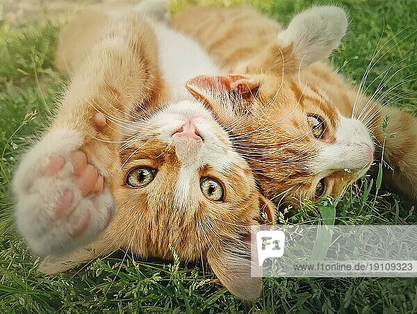 Zwei orangefarbene Kätzchen spielen zusammen im Freien auf dem Gras. Lustig und verspielt Ingwer Katzen kämpfen Spiele  beißen und umarmen