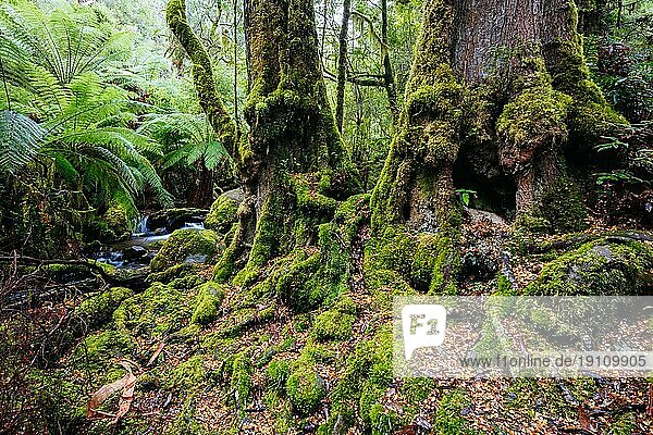 Die atemberaubende öffentliche Rainforest Gallery an den Hängen des Mt Donna Buang in der Nähe von Warburton Victoria  Australien  Ozeanien