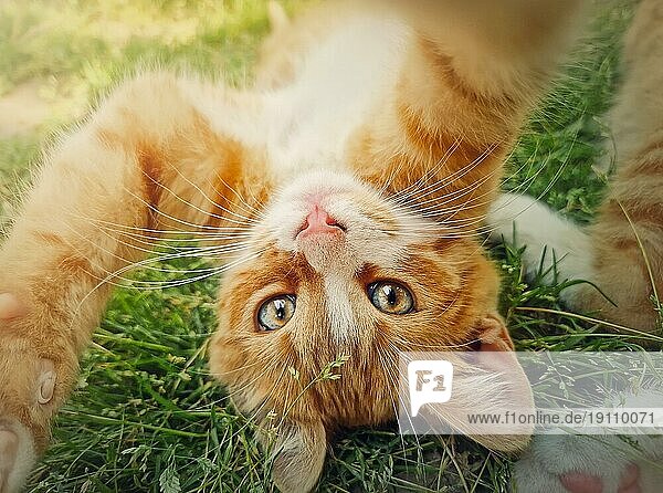 Verspieltes orangefarbenes Kätzchen liegt kopfüber auf dem grünen Gras. Kleine Ingwer Katze niedliche Szene im Freien in der Natur