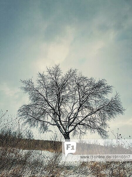 Kalte Winterszene mit einem kahlen  einsamen Baum auf einem verschneiten Hügel. Numb Naturlandschaft  Stille und Einsamkeit Stimmung