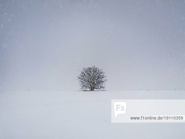Kahler  einsamer Baum auf dem verschneiten Feld. Kalte Winterszene und eine blattlose Eiche steht allein unter einer Schneewehe. Numb Natur Landschaft  Stille und Einsamkeit Stimmung