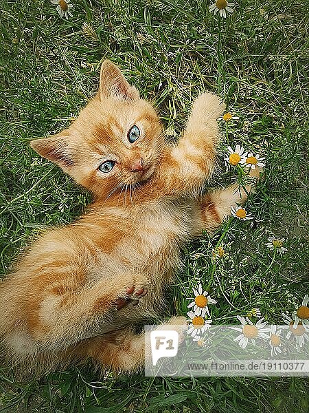 Verspieltes orangefarbenes Kätzchen liegt auf einer grünen Wiese zwischen Blumen. Kleine Ingwer Katze niedliche Szene im Freien in der Natur