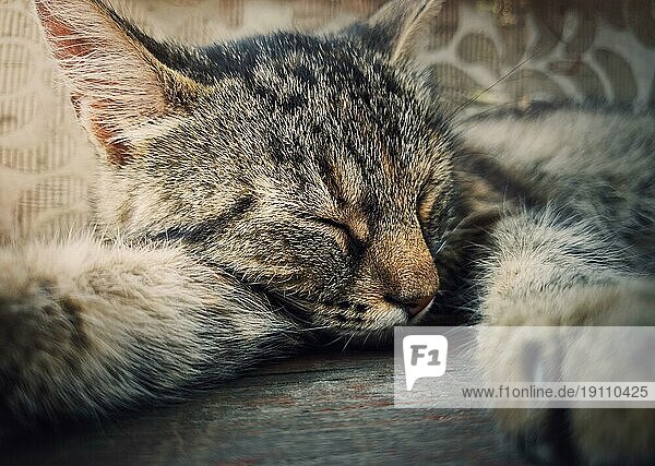 Schlafende Katze Nahaufnahme Porträt. Niedliches braun gestreiftes Kätzchen macht ein Nickerchen. Lovely und faul Kater ruht  lag mit geschlossenen Augen