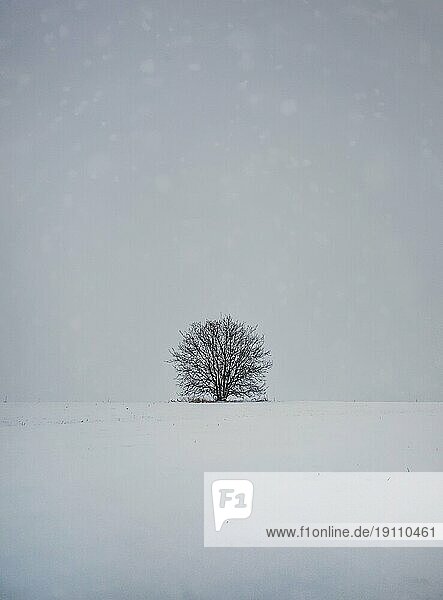 Kahler  einsamer Baum auf dem verschneiten Land. Kalte Winterszene und eine blattlose Eiche steht allein unter einer Schneewehe. Numb Natur  Stille und Einsamkeit Stimmung