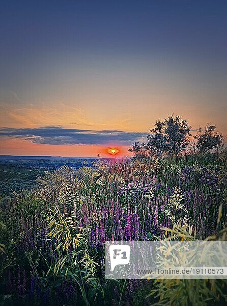 Sommer Sonnenuntergang Szene mit Blick über das grüne Tal mit lila Blumen  vertikalen Hintergrund