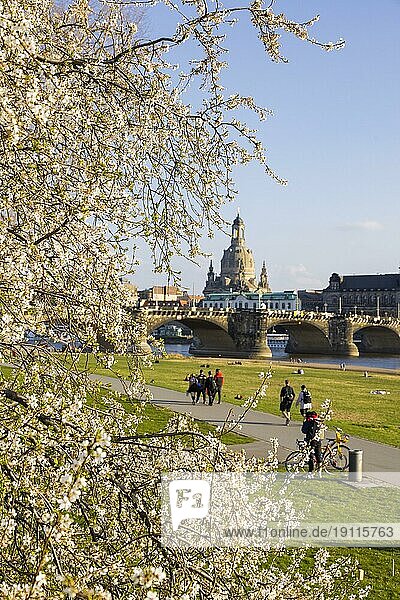 Am Neustädter Elbufer. Unter blühenden Bäumen mit Blick auf die Dresdner Altstadt