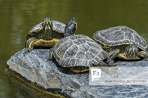 Drei Gelbbauch Schmuckschildkröten (Trachemys scripta scripta) sonnen sich auf einem Felsen in einem Teich  Land und Wasserschildkröte aus dem Südosten der Vereinigten Staaten