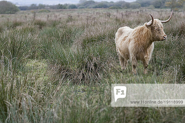 Hairy bull with horns standing on field of wild grass