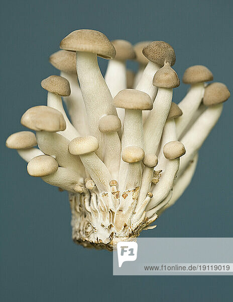Mushrooms on blue background
