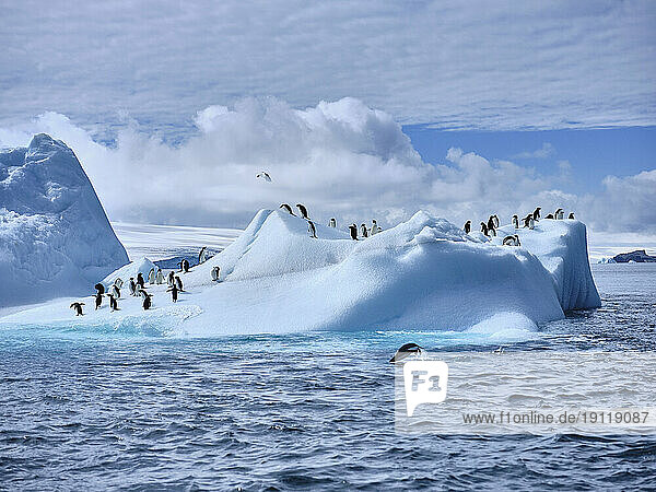 Penguins on sunny iceberg on Weddell Sea  Antarctic Peninsula  Antarctica