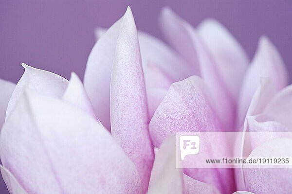 Pink flower on purple background