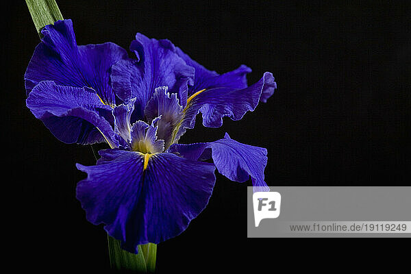 Bright blue iris on black background