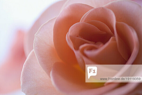 Extreme close up of a pink rose