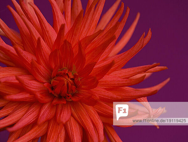 Close up of red dahlia