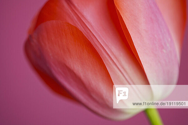 Extreme close up of a red tulip Tulipa