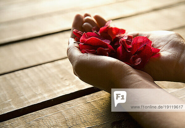 Close up of woman's hands holding red petals