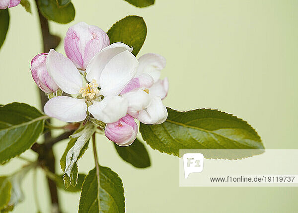 Close up of apple tree blossom