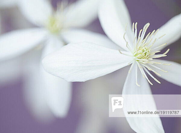 Close up of clematis blossom