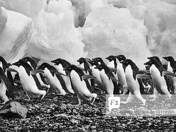 Adelie penguins walking over rocks along ice  Antarctic Peninsula  Weddell Sea  Antarctica